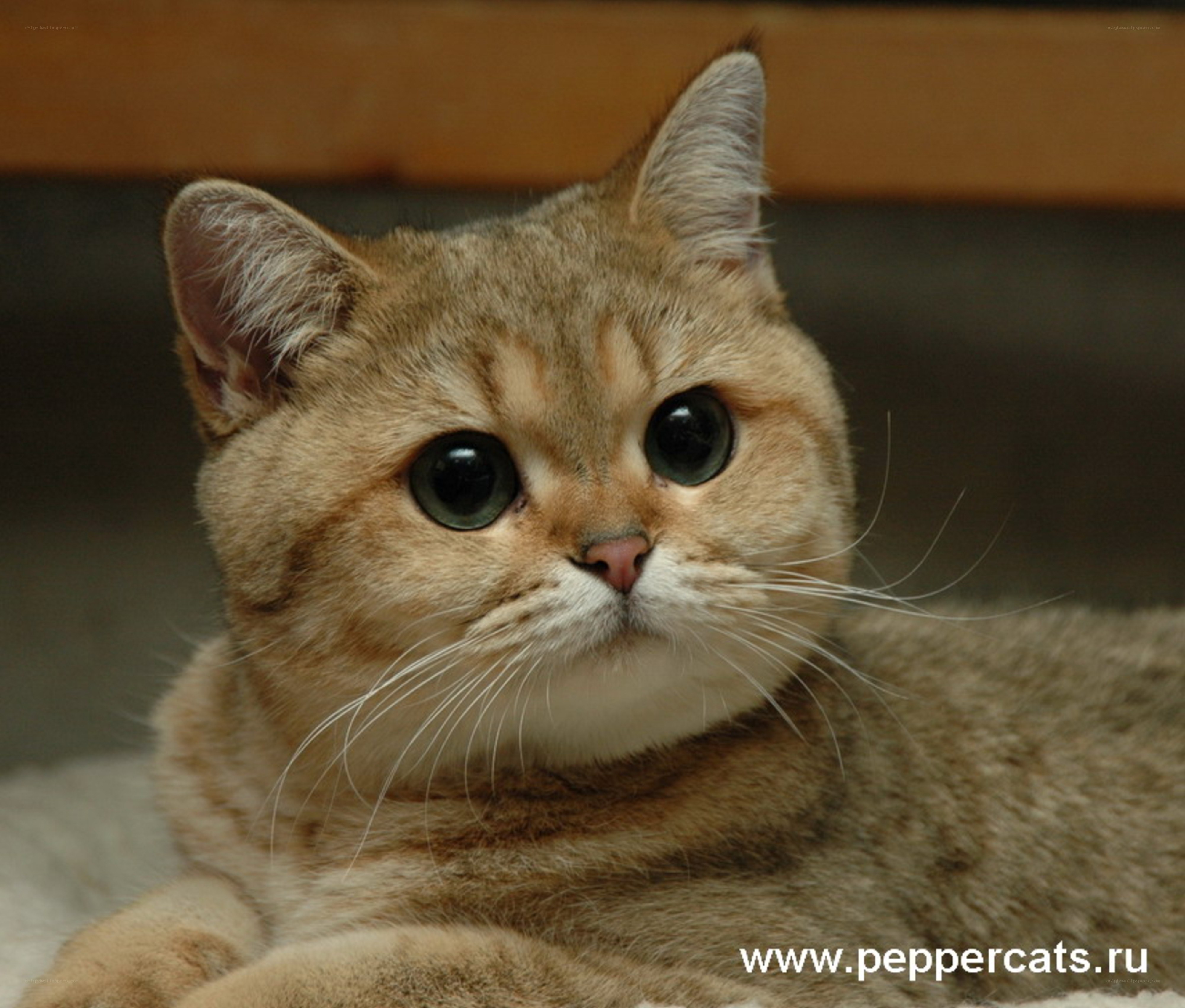golden cat with big eyes
