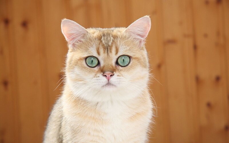 golden cat with green eyes