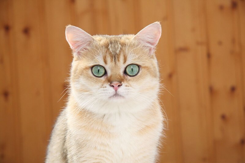 golden cat with green eyes