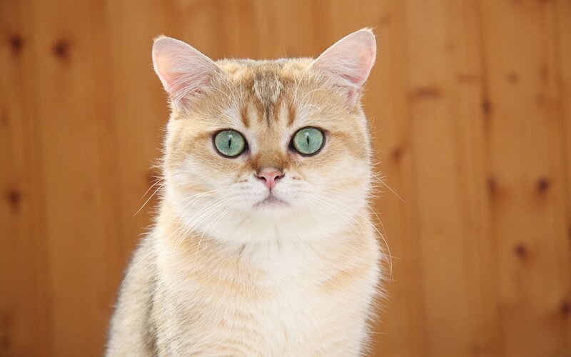 golden cat with green eyes