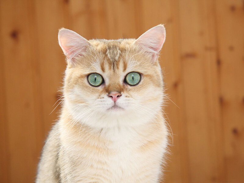 Golden Cat with Green Eyes — Brown