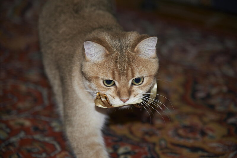Golden Cat with Object