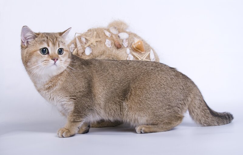 golden cat with seashells