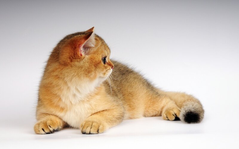 Golden Chinchilla Cat — Gold, Calm