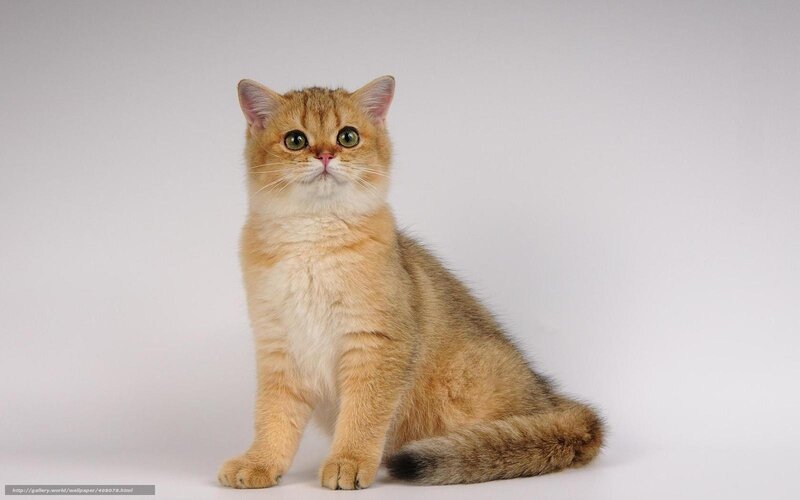 Golden Chinchilla Cat — Gold, Neutral