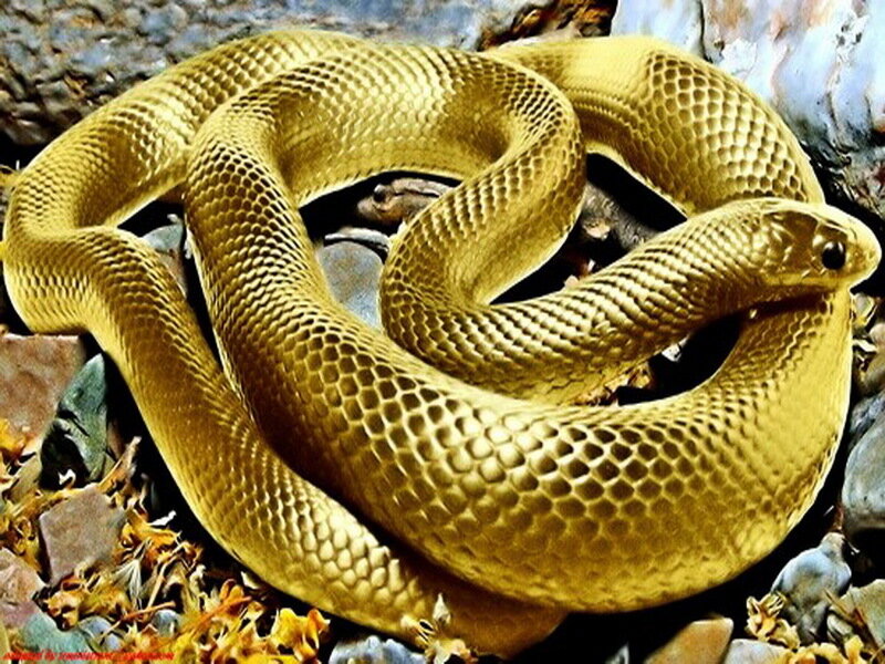 Golden Cobra Snake