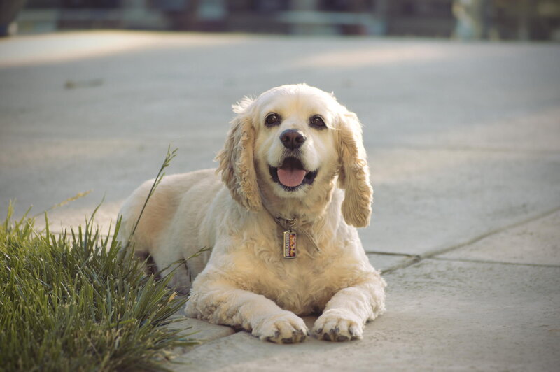 Golden Cocker Spaniel — Beige