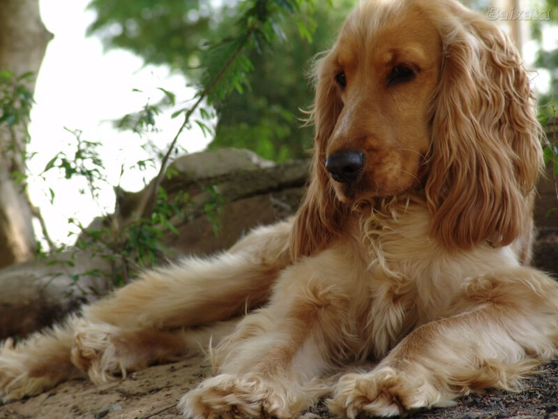 Golden Cocker Spaniel — Brown, Calm, Afternoon
