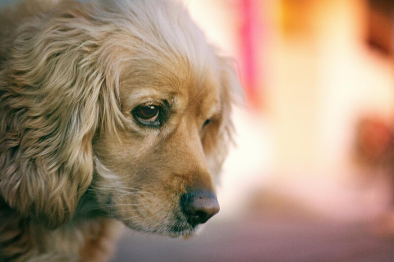 Golden Cocker Spaniel — Brown, Calm, Photograph, Dog