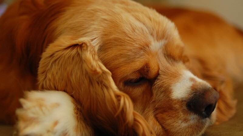 Golden Cocker Spaniel — Brown, Calm, Photograph