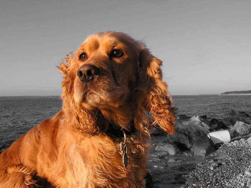 Golden Cocker Spaniel — Brown, Calm, Sunset, Photograph