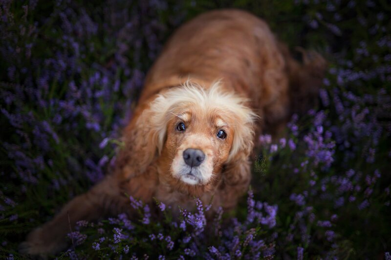 Golden Cocker Spaniel — Brown, Calm, Sunset