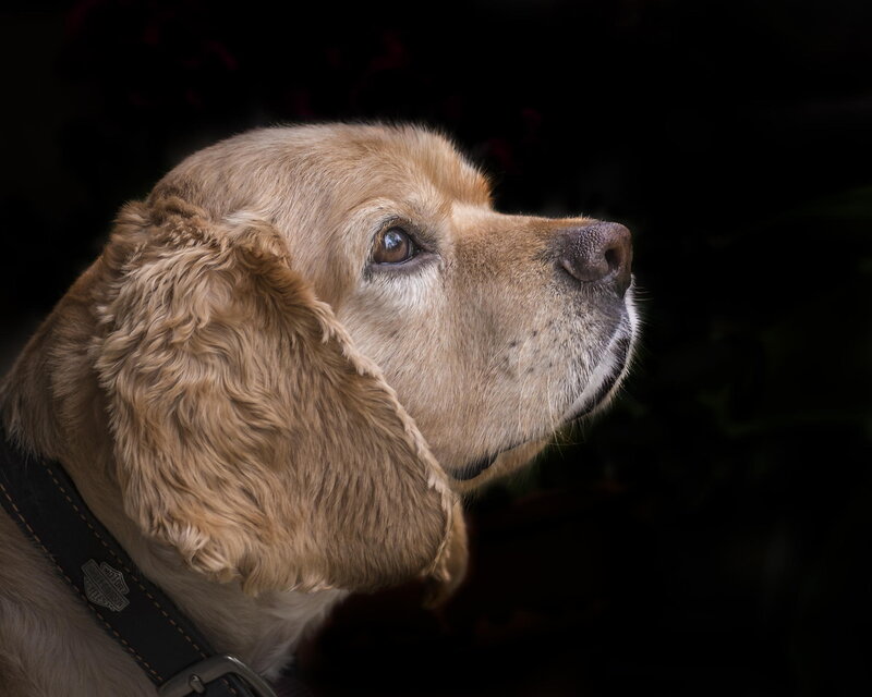 Golden Cocker Spaniel — Brown, Dramatic
