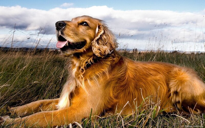 Golden Cocker Spaniel — Brown