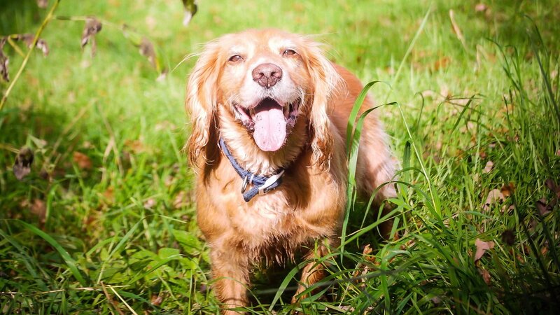 Golden Cocker Spaniel — Green, Happy