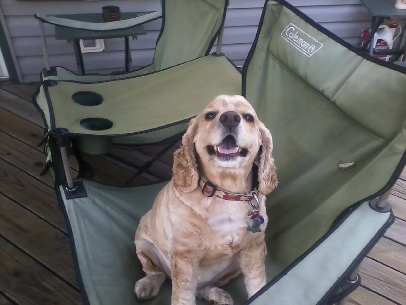 Golden Cocker Spaniel — Green