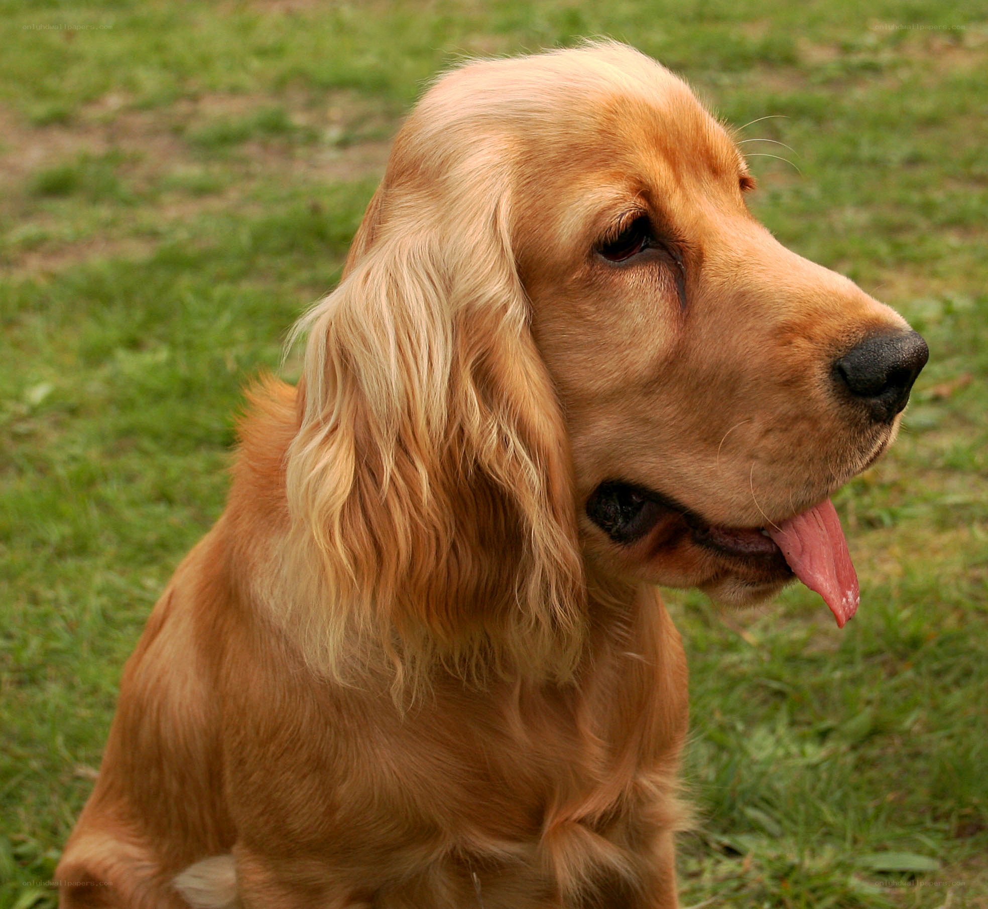 golden cocker spaniel portrait