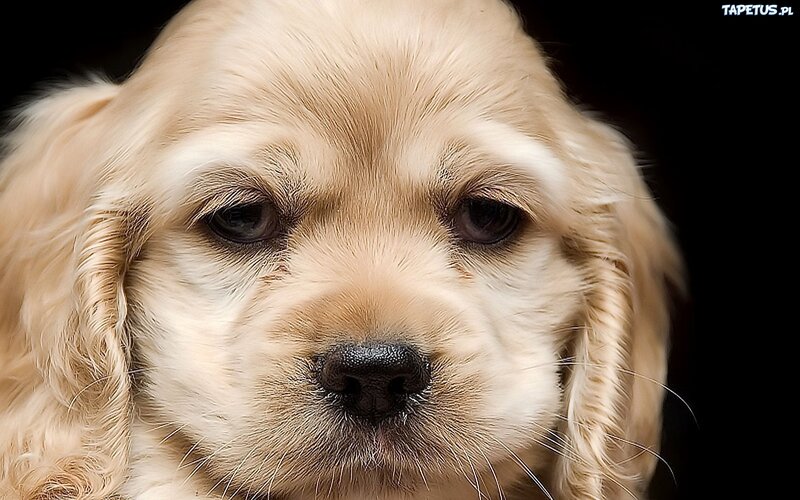 Golden Cocker Spaniel Puppy — Brown, Calm, Photograph