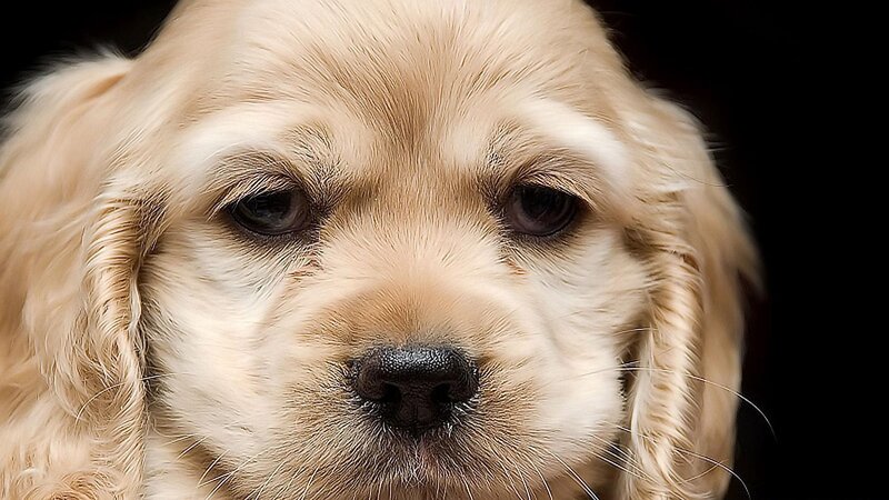 Golden Cocker Spaniel Puppy — Brown, Calm