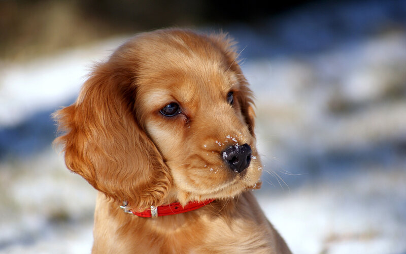 Golden Cocker Spaniel Puppy — Brown, Calm, Winter