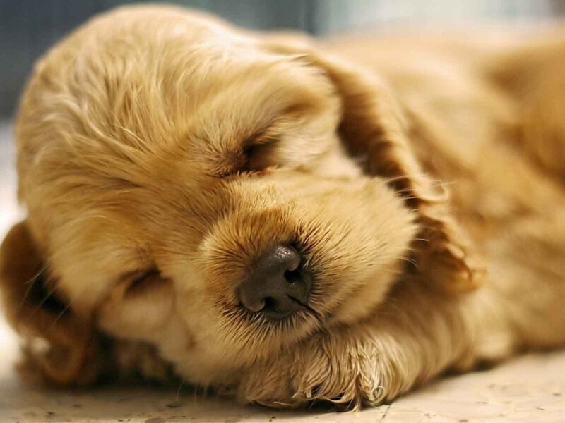 Golden Cocker Spaniel Puppy — Brown, Peaceful
