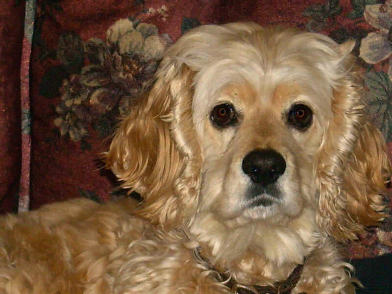 Golden Cocker Spaniel