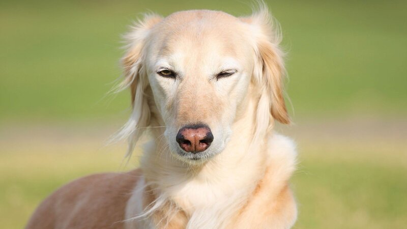Golden-colored Dog