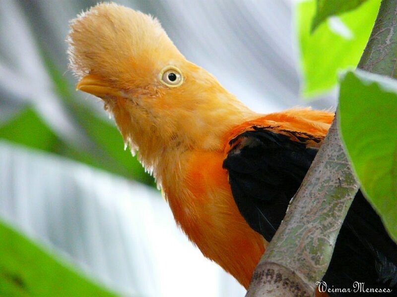 Golden-crested manakin bird