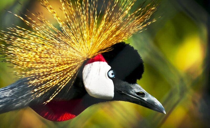 Golden-crowned Crane
