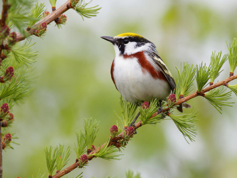 Golden-crowned Kinglet — Green, Calm, Spring, Photograph
