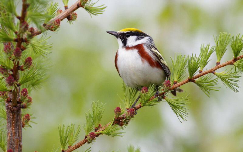 Golden-crowned Kinglet — Green, Calm, Spring
