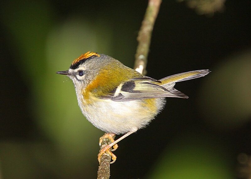 Golden-crowned Kinglet — Green, Calm