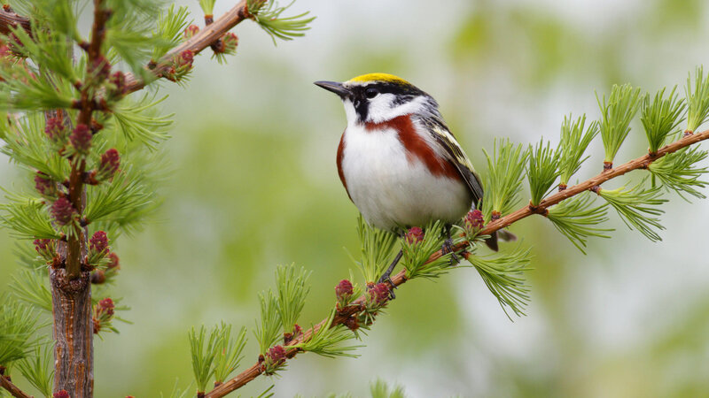 Golden-crowned Kinglet — Green