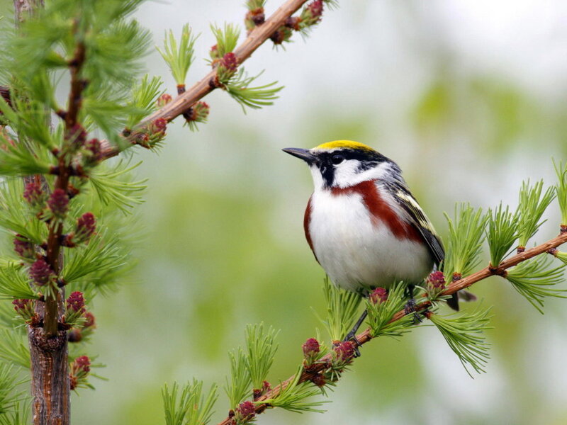 Golden-crowned Kinglet