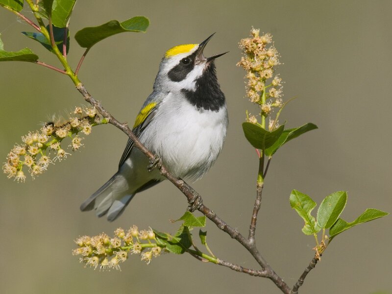 Golden-crowned Warbler