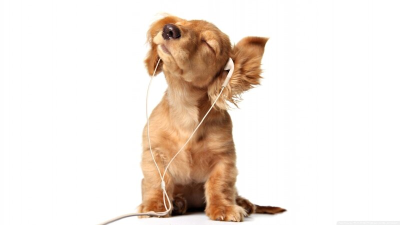 Golden Dachshund Puppy — Brown, Calm