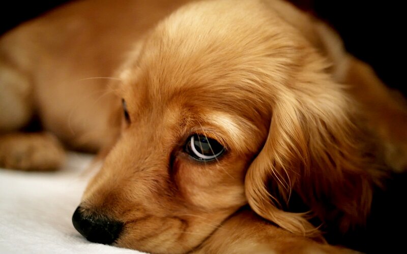 Golden Dachshund Puppy — Brown