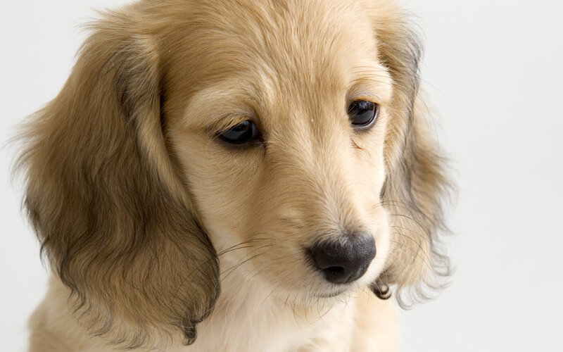 golden dachshund puppy