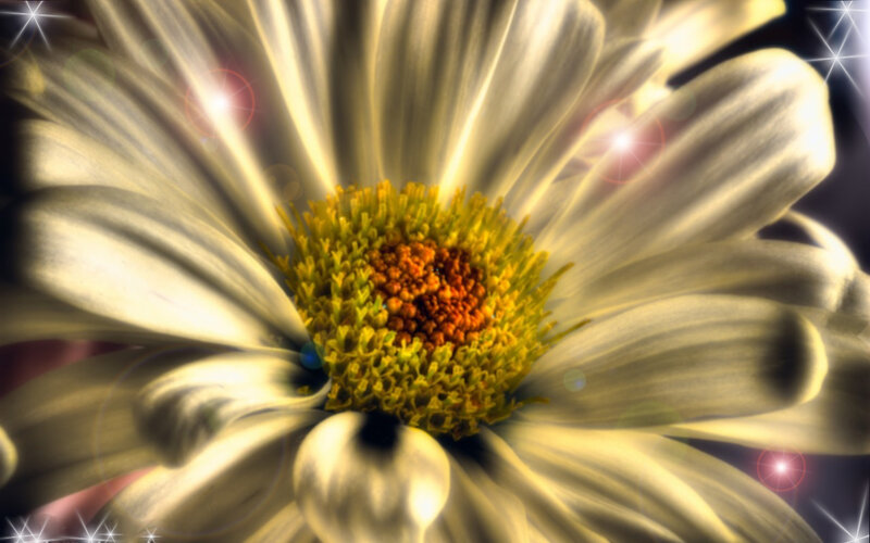 Golden daisy with lens flares
