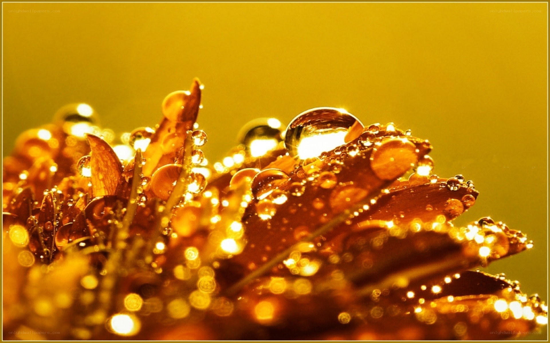 Golden Dew on Leaves