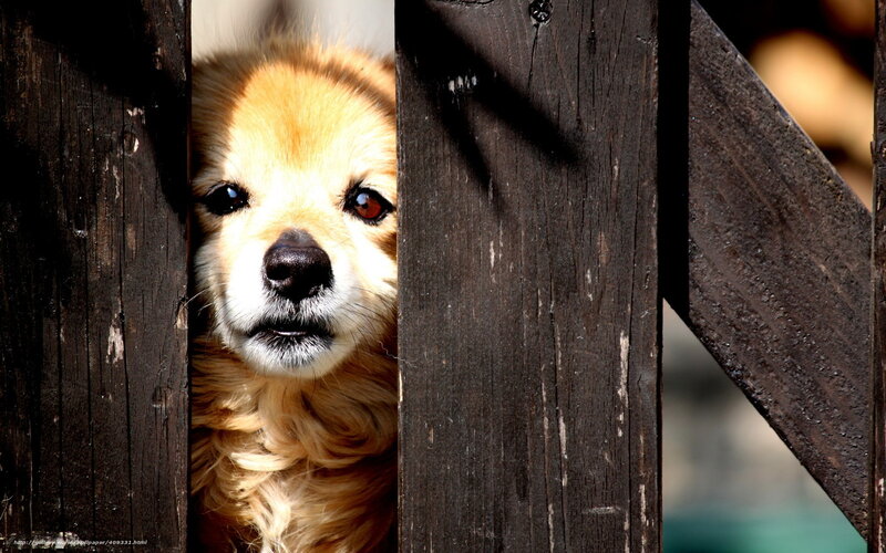 Golden Dog Behind Fence — Brown