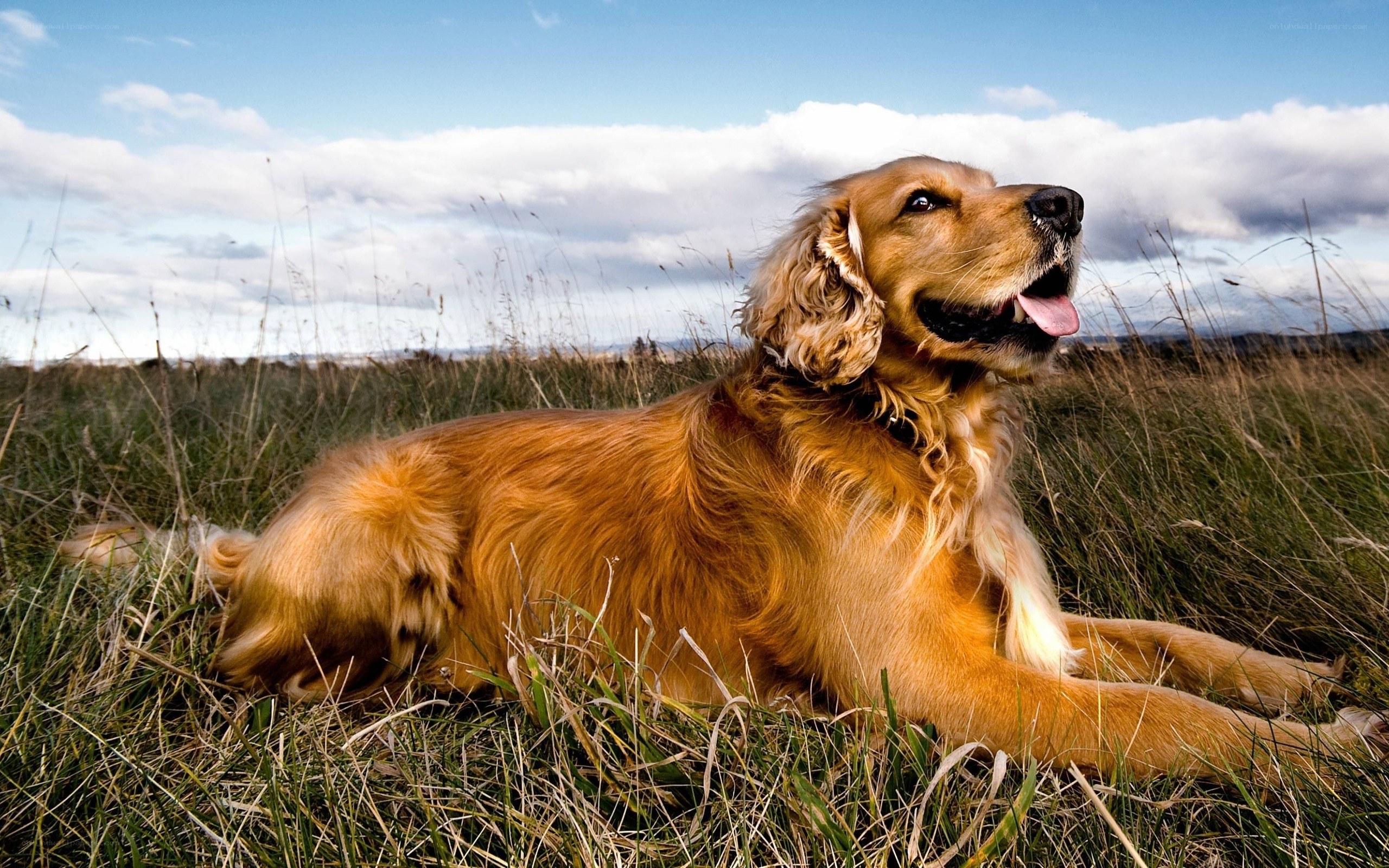 Golden dog in a field