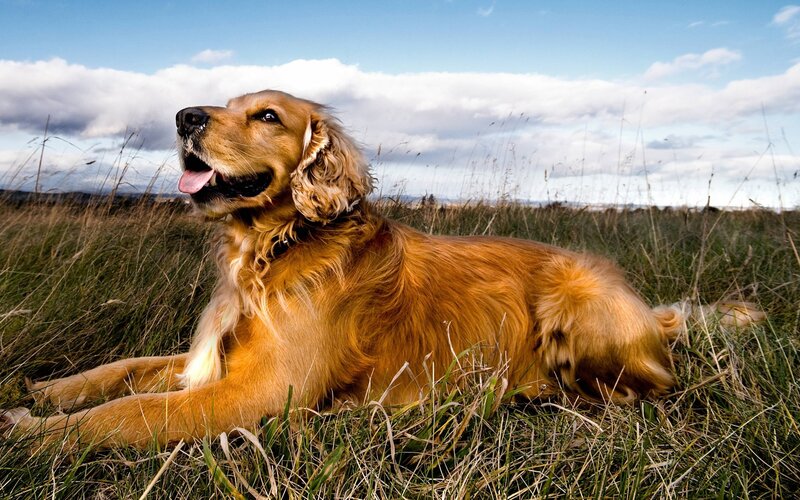Golden dog in a field