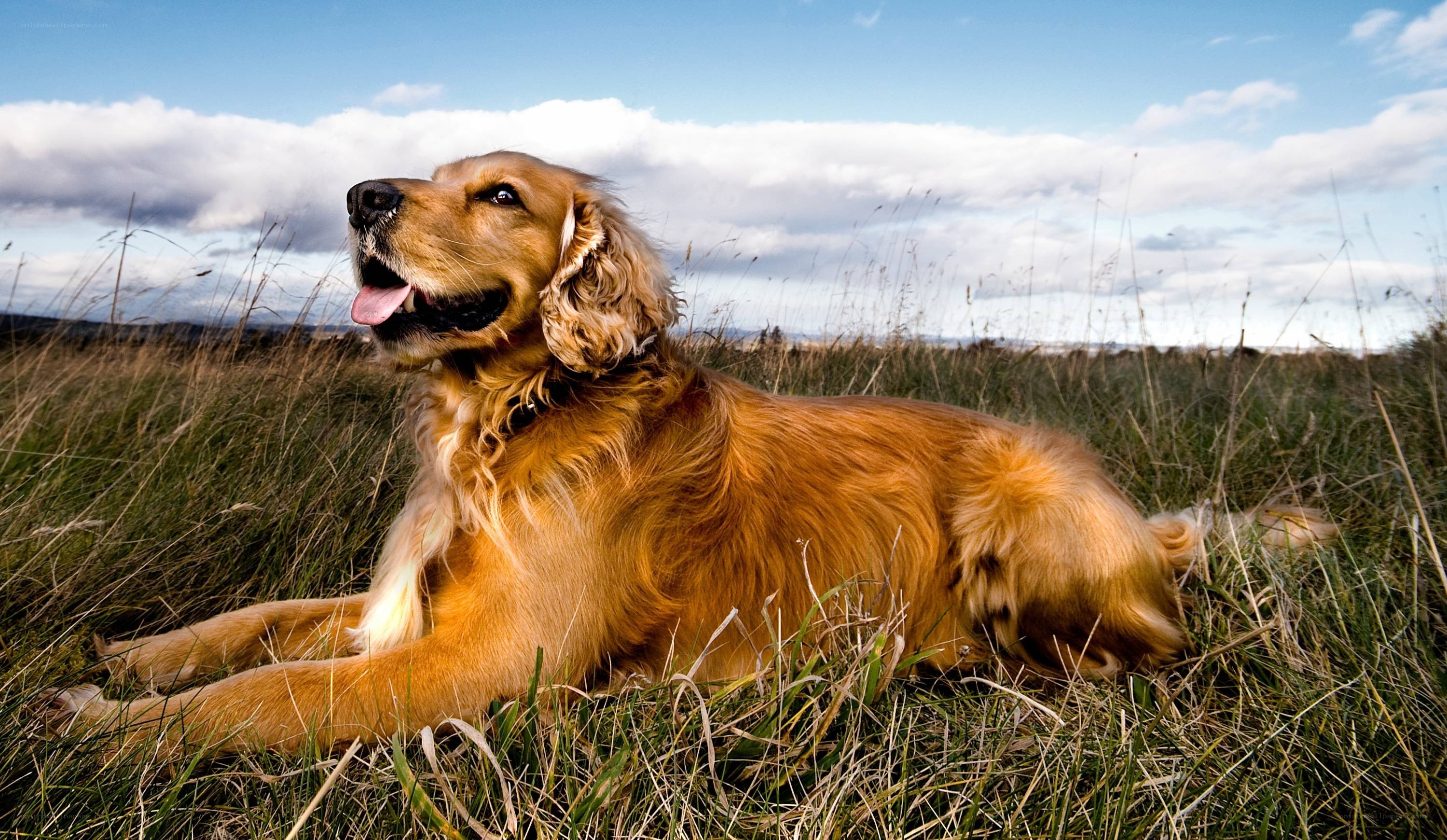 Golden dog in a grassy field