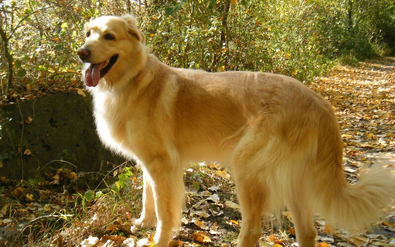 Golden dog in autumn forest