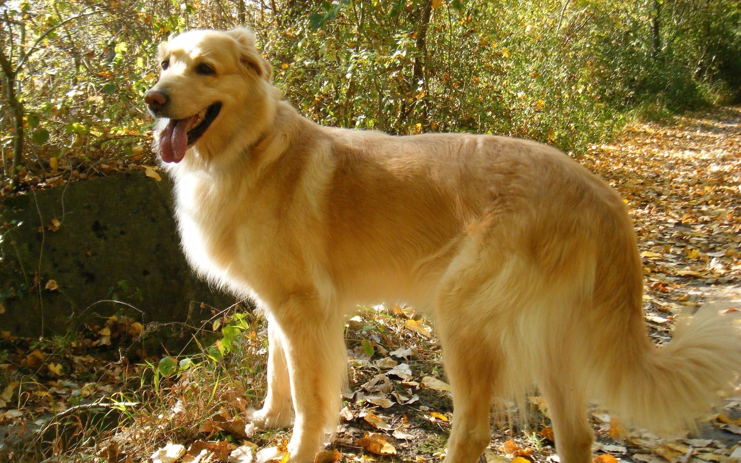 Golden dog in autumn forest