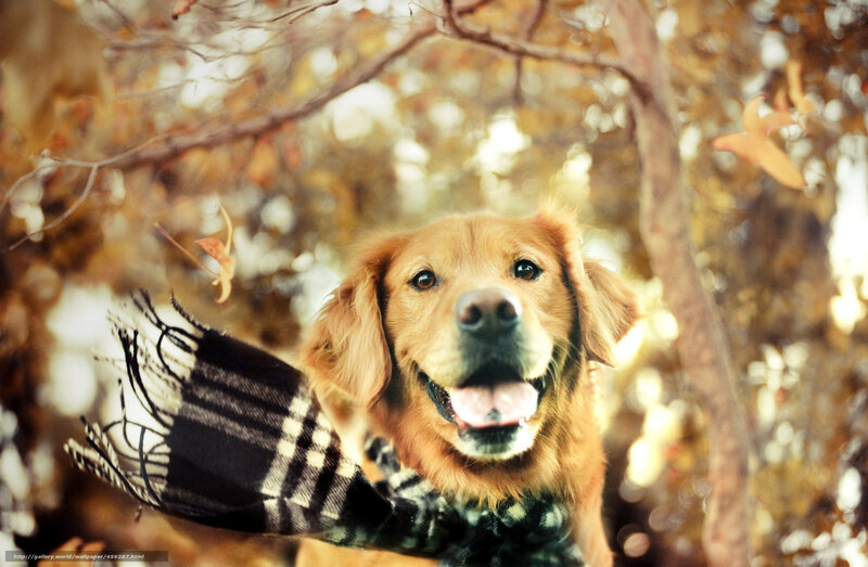 Golden dog in autumn scarf