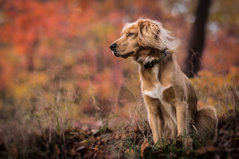 Golden Dog in Autumn