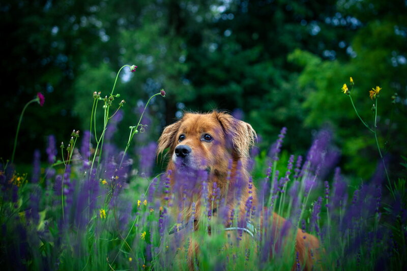 Golden Dog in Flowers