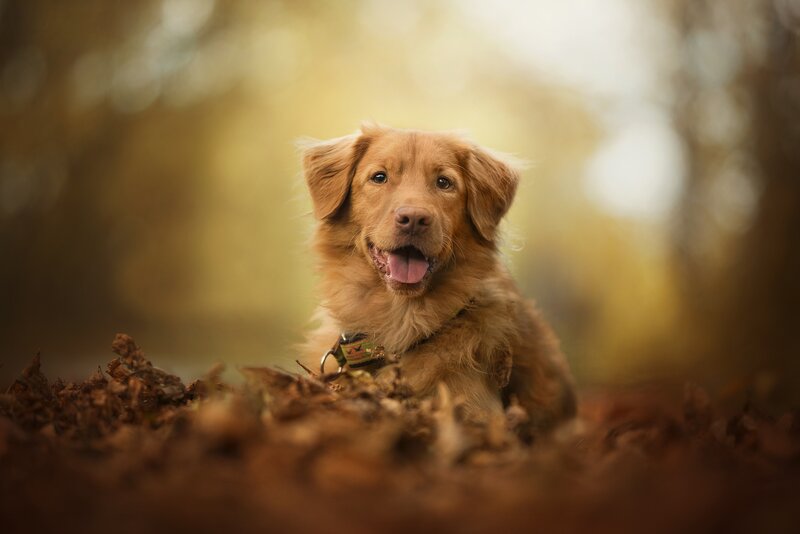 Golden Dog in Leaves — Brown